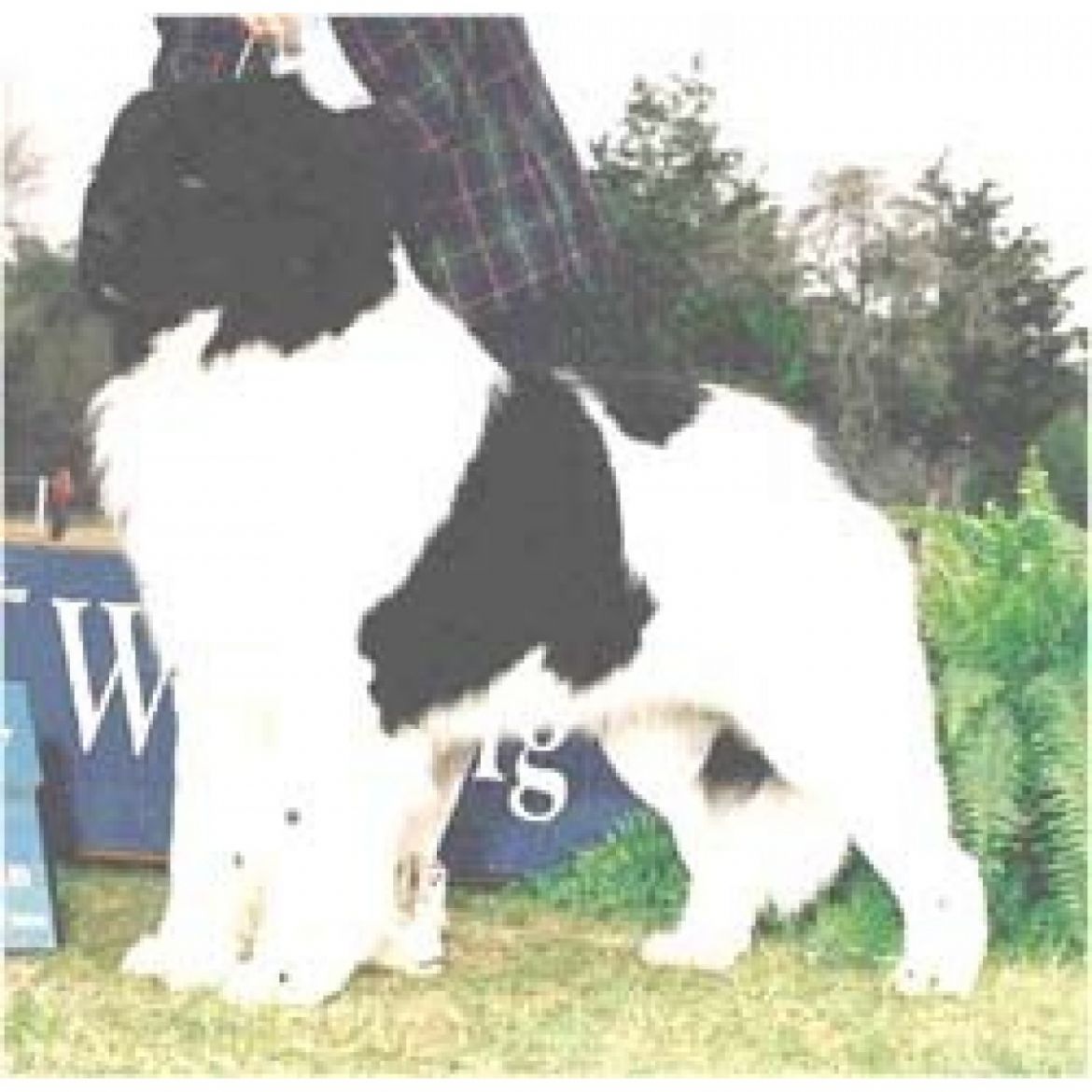 R Riverhouse Arctic Domino (25-10-1994)